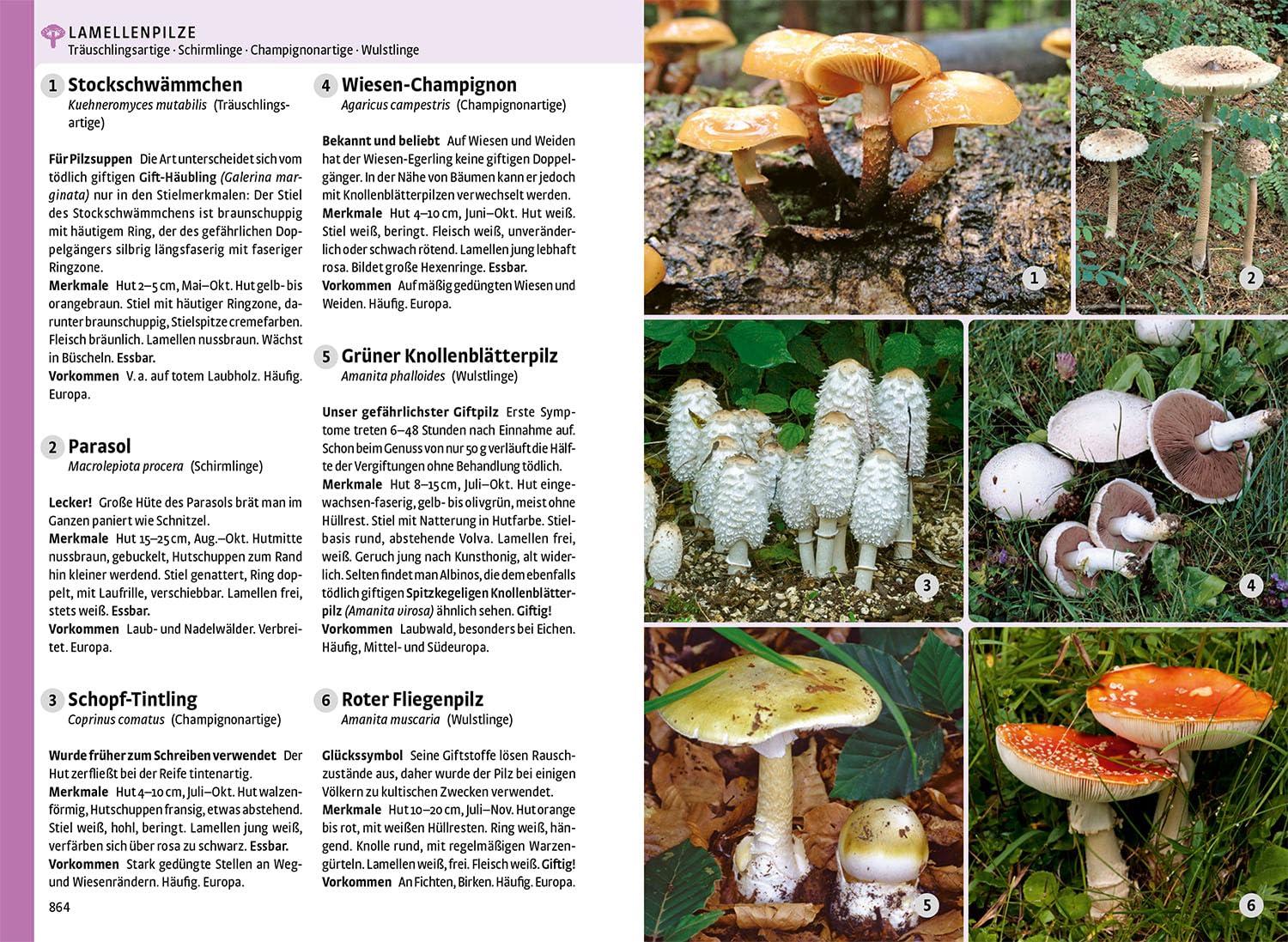 Entdecke ⁤die Natur:⁣ Die besten Naturführer und Kartensets