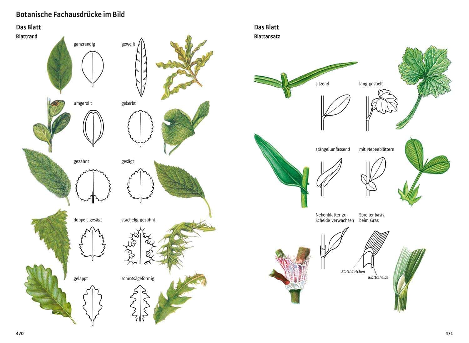 Entdecke die Natur: Die besten Naturführer und Kartensets