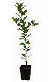 Seedeo® Steineiche (Quercus ilex) Pflanze ca. 20 cm