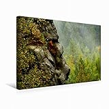 CALVENDO Bizarre Felsformation am Neuen Wildenstein, Kirnitzschtal