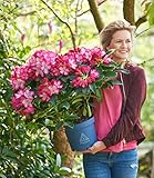 BALDUR Garten 1x Rhododendron XXL®, Pflanze im 3 Liter-Topf, enorm große zweifarbige Blüten, karminroter Rand, weißes Blütenherz, ideal für Balkon & Terrasse, winterhart, immergrün & bienenfreundlich