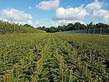 10st. Nordmanntanne 4-jährig 15-25cm – Abies nordmanniana Jungpflanze | Immergrüner Nadelbaum für Weihnachtsbaum-Anzucht & Garten | Wurzelware