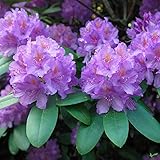 Rhododendron Hybride 'Catawbiense Grandiflorum' – Alpenrose 30-40 cm | Immergrün & Winterhart | Frühlingsblüher