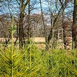 5st. Douglasie 50-80cm Quickpot/Ballen – Pseudotsuga menziesii viridis Jungpflanzen | Douglasien | Nadelgehölze | Forst & Garten