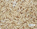 Feeders & More - Bienenmaden lebend - 250 Stück - energiegeladene Maden als Angelköder u.a Forelle, Karpfen, Schleie - Bienenmaden lebend zum Angeln oder als Lebendfutter - Angelköder lebend