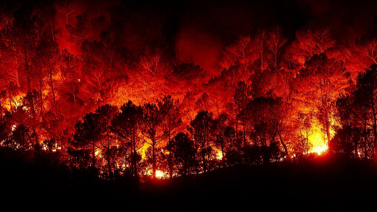 Waldbrand in der Sächsischen Schweiz.