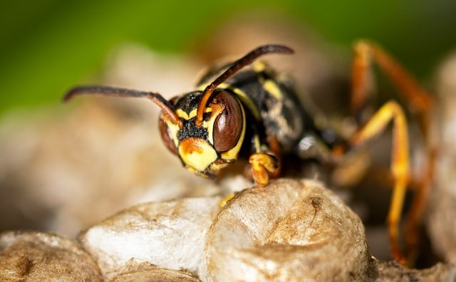 Was tun bei einem Bienenstich / Wespenstich? 