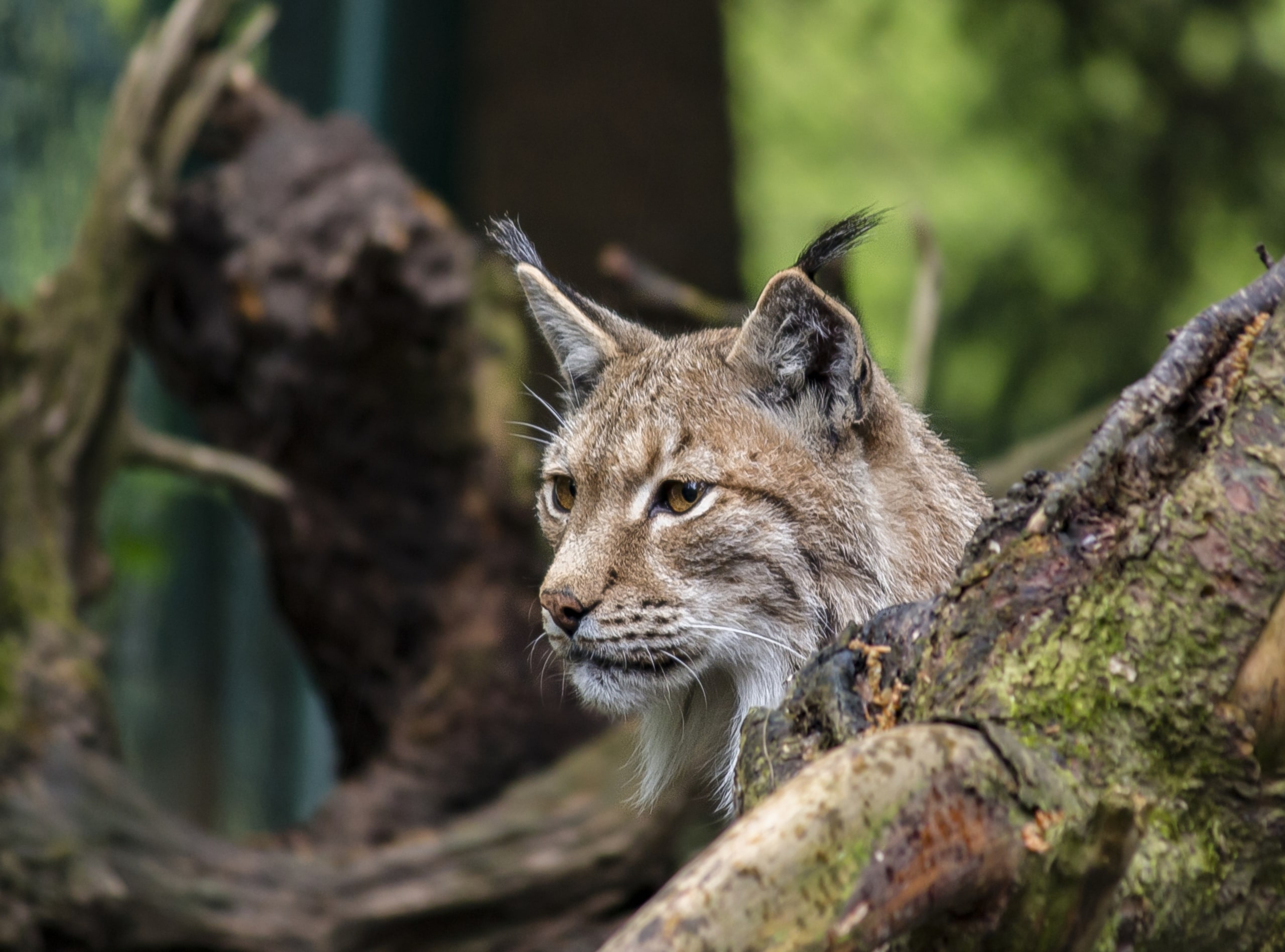 Fauna der Sächsischen Schweiz