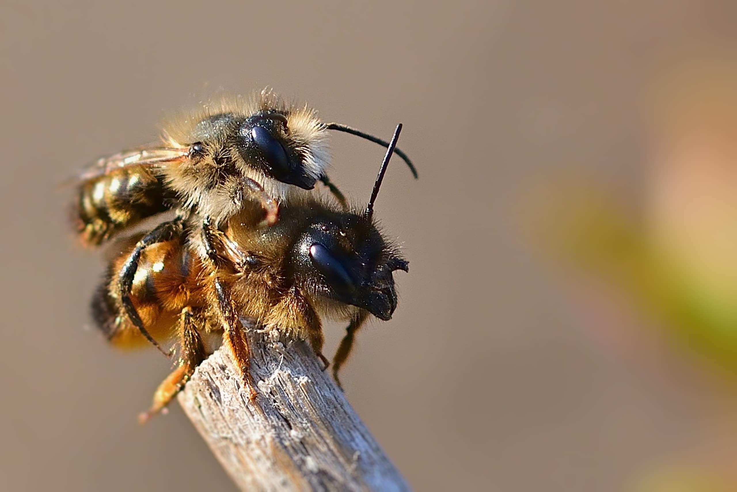 Ein Ehepaar engagiert sich für den Schutz bedrohter Wildbienenarten