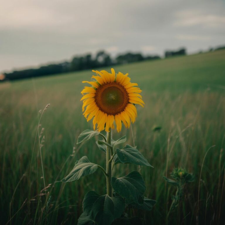 Entdecke die Sächsische Schweiz: Sagenhafte Höhlen und Grotten erleben