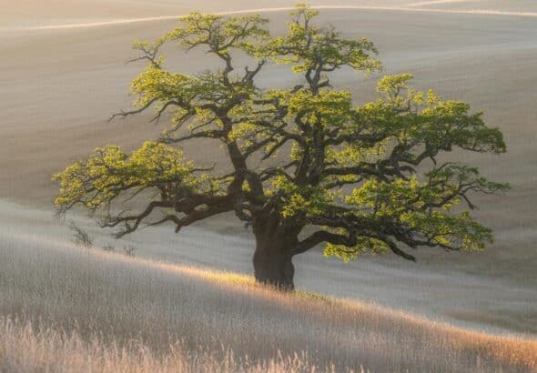 Entdecke das Baumhaushotel Sächsische Schweiz: Natur hautnah erleben!