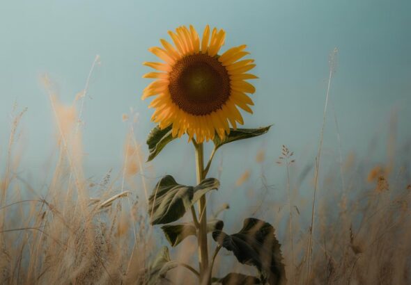 Entdecke die Berggeister Sagen der Sächsischen Schweiz