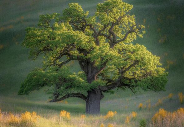 Entdecke die faszinierende Kletterfotografie im Elbsandsteingebirge!